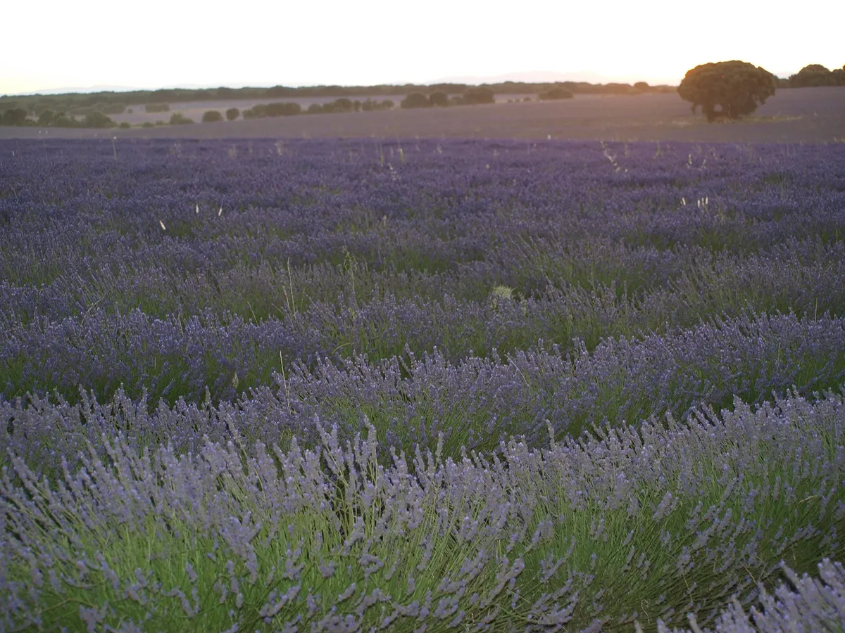 Hileras de lavanda y árboles al fondo al caer la tarde