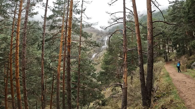 Sendero de tierra en el pinar con la cascada al fondo