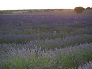 Campos-de-Lavanda-1-FamiliaSenderista
