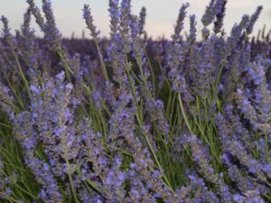 Campos-de-Lavanda-3-FamiliaSenderista