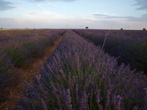 Campos-de-Lavanda-4-FamiliaSenderista