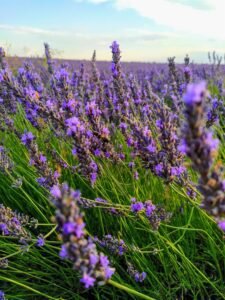 Campos de Lavanda 5 - FamiliaSenderista