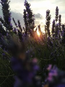 Campos de Lavanda 8 - FamiliaSenderista