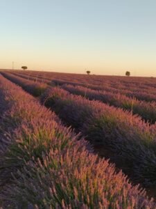 Campos de Lavanda 9 - FamiliaSenderista