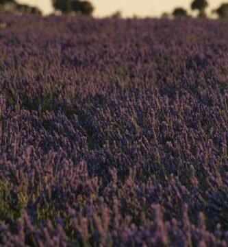 Campos-de-Lavanda-FamiliaSenderista